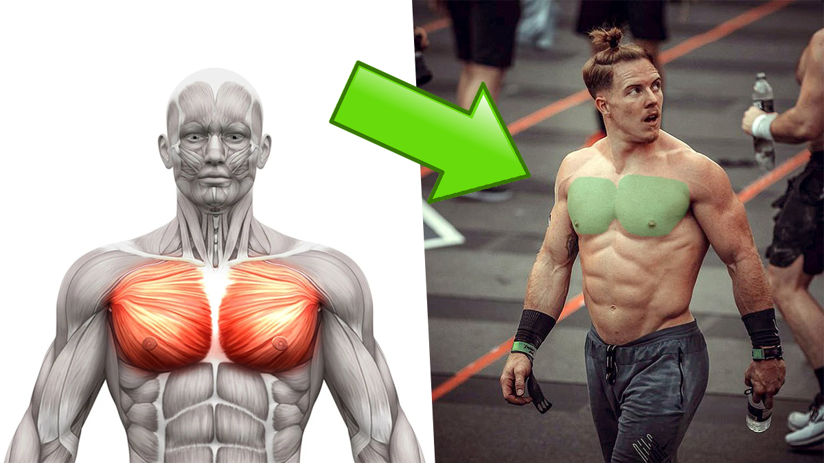 best chest exercises to build lean muscle
